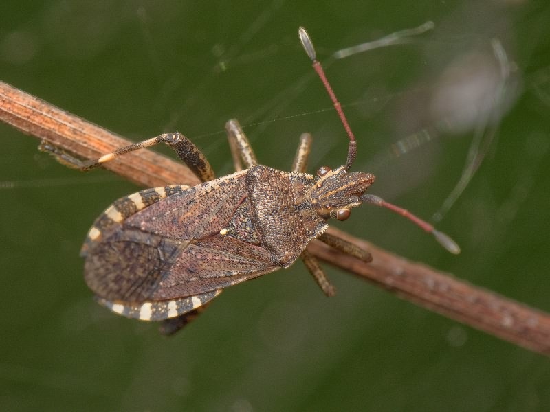 Ceraleptus gracilicornis (Herrich-Schäffer, 1835)